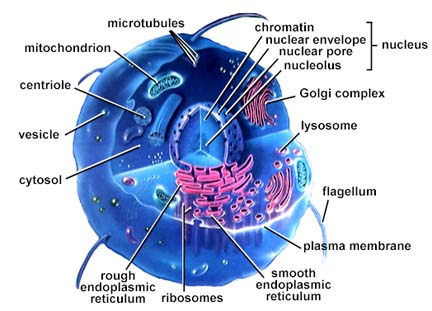 WHAT IS A CELL MADE OF?