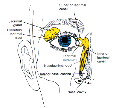 lacrimal gland function