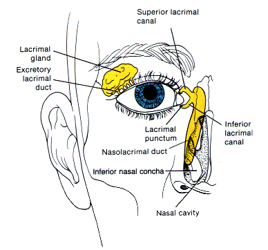 Accessory Lacrimal Gland