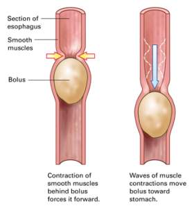 Peristalsis