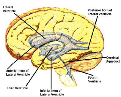ventricles in the rain, Ventricles In The Brain. ventricles in the rain,