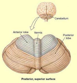 MedFriendly.com: Cerebellar vermis MedFriendly.com: Cerebellar vermis